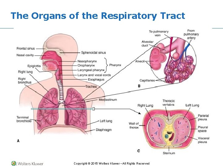 The Organs of the Respiratory Tract Copyright © 2015 Wolters Kluwer • All Rights