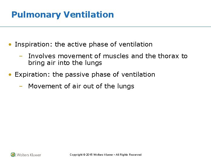 Pulmonary Ventilation • Inspiration: the active phase of ventilation – Involves movement of muscles