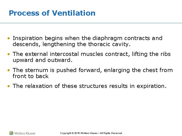 Process of Ventilation • Inspiration begins when the diaphragm contracts and descends, lengthening the