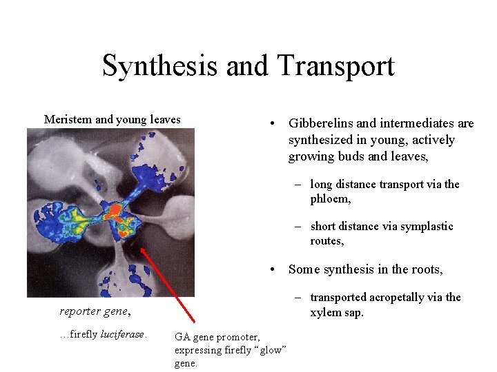 Synthesis and Transport Meristem and young leaves • Gibberelins and intermediates are synthesized in