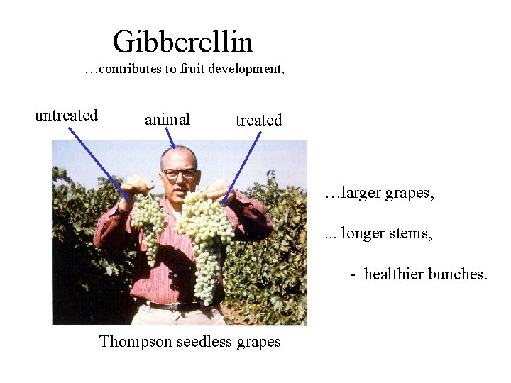 Gibberellin …contributes to fruit development, untreated animal treated …larger grapes, . . . longer