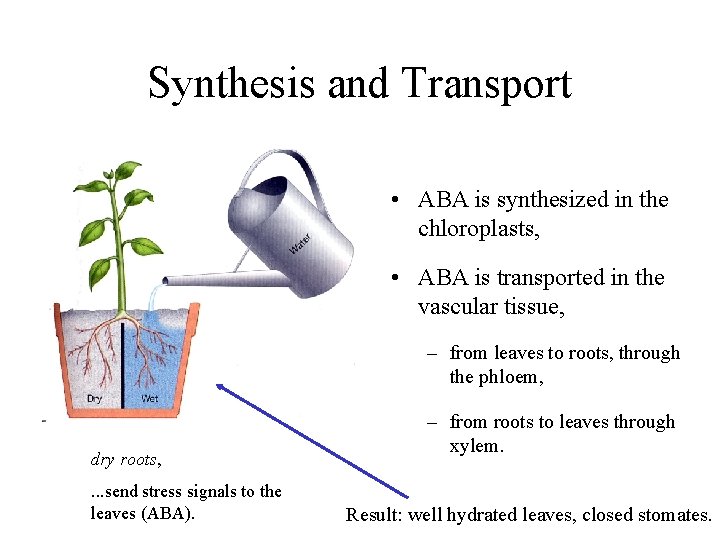 Synthesis and Transport • ABA is synthesized in the chloroplasts, • ABA is transported