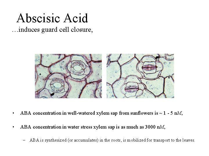 Abscisic Acid …induces guard cell closure, • ABA concentration in well-watered xylem sap from