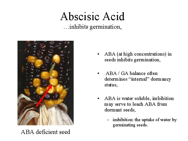 Abscisic Acid …inhibits germination, • ABA (at high concentrations) in seeds inhibits germination, •
