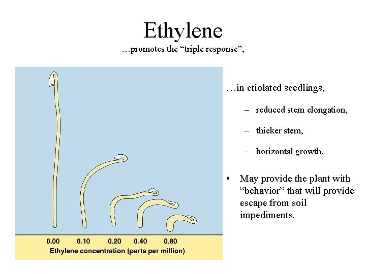 Ethylene …promotes the “triple response”, …in etiolated seedlings, – reduced stem elongation, – thicker