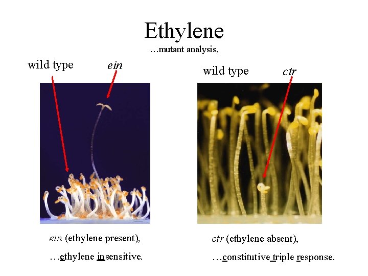 Ethylene …mutant analysis, wild type ein wild type ctr ein (ethylene present), ctr (ethylene