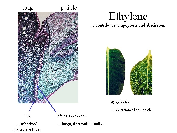 twig petiole Ethylene …contributes to apoptosis and abscission, apoptosis, …programmed cell death cork. .