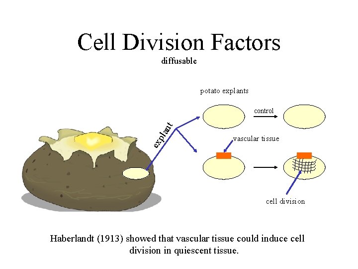Cell Division Factors diffusable potato explants ex p lan t control vascular tissue cell