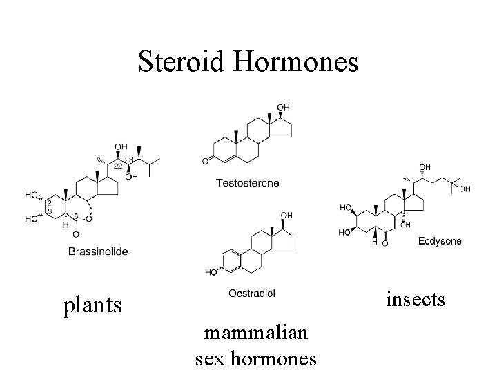 Steroid Hormones insects plants mammalian sex hormones 