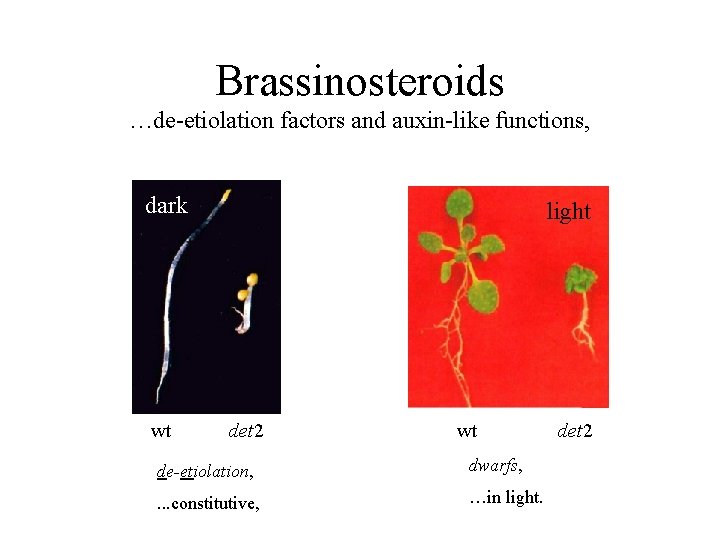 Brassinosteroids …de-etiolation factors and auxin-like functions, dark wt light det 2 wt de-etiolation, dwarfs,