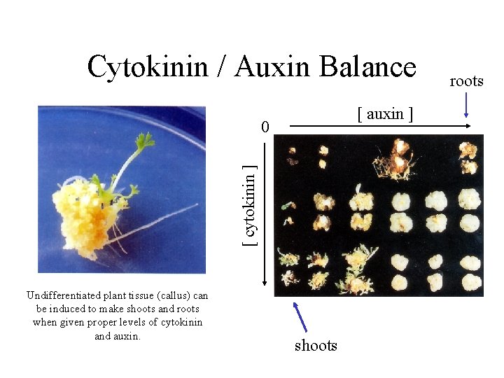 Cytokinin / Auxin Balance [ auxin ] [ cytokinin ] 0 Undifferentiated plant tissue