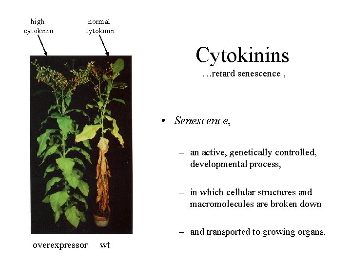 high cytokinin normal cytokinin Cytokinins …retard senescence , • Senescence, – an active, genetically