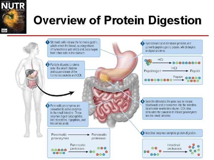 Protein Chapter 05 What Are Proteins Nitrogencontaining macronutrient