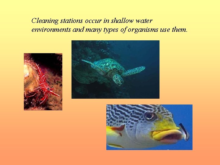 Cleaning stations occur in shallow water environments and many types of organisms use them.
