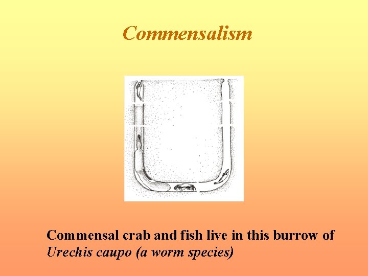 Commensalism Commensal crab and fish live in this burrow of Urechis caupo (a worm