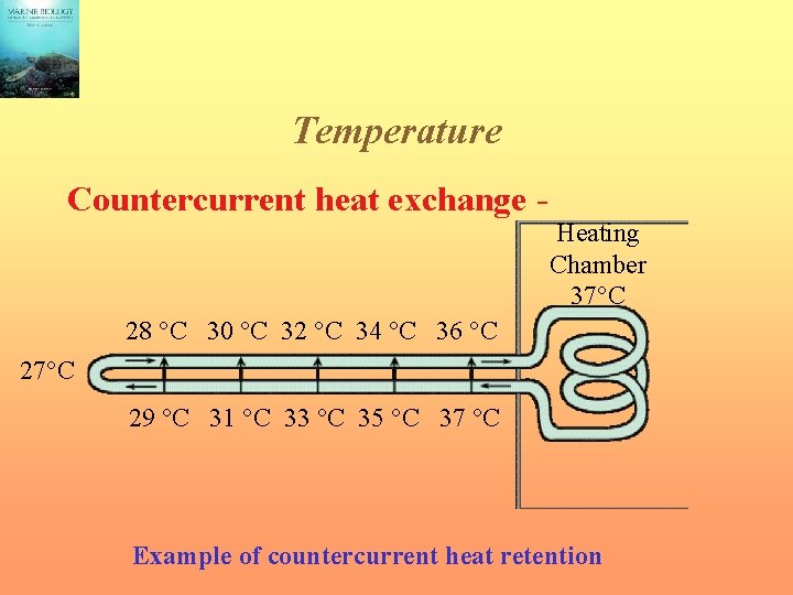 Temperature Countercurrent heat exchange - Heating Chamber 37°C 28 °C 30 °C 32 °C