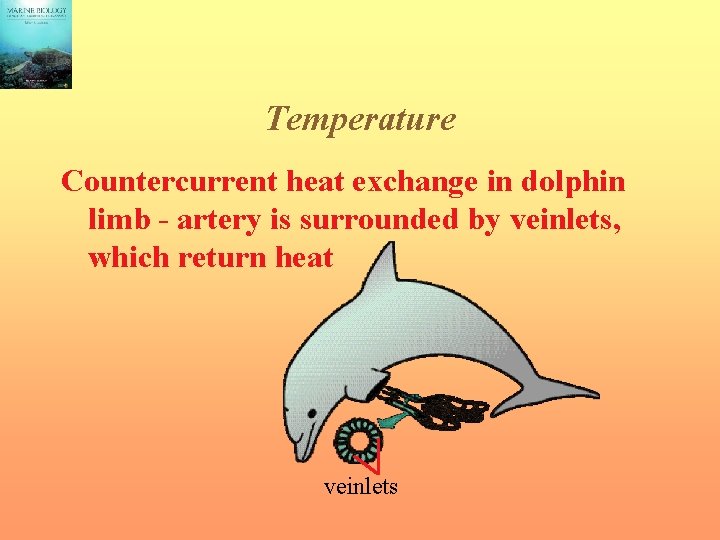 Temperature Countercurrent heat exchange in dolphin limb - artery is surrounded by veinlets, which