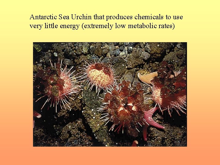 Antarctic Sea Urchin that produces chemicals to use very little energy (extremely low metabolic