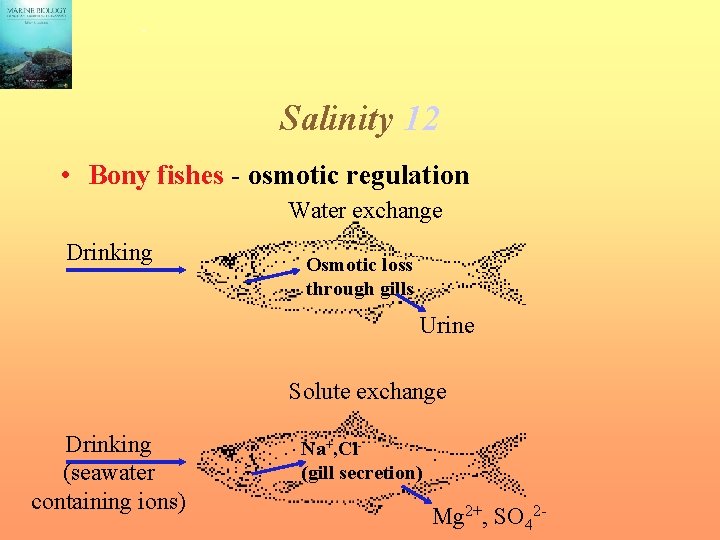 Salinity 12 • Bony fishes - osmotic regulation Water exchange Drinking Osmotic loss through
