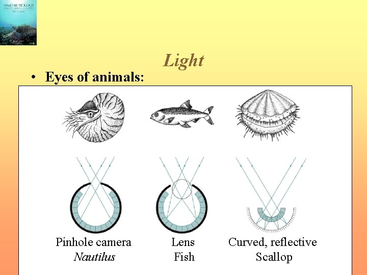  • Eyes of animals: Pinhole camera Nautilus Light Lens Fish Curved, reflective Scallop