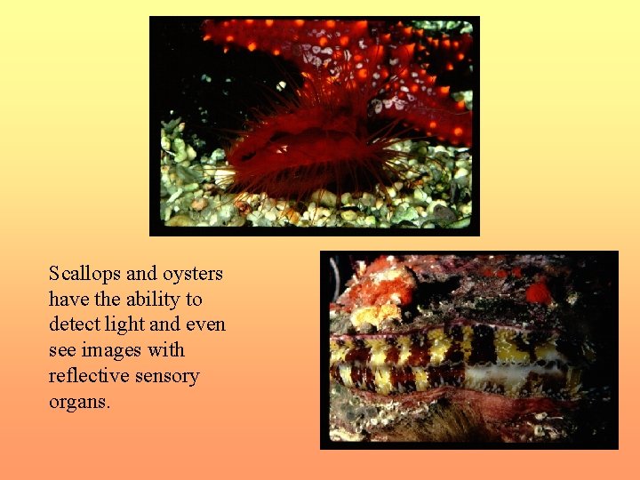 Scallops and oysters have the ability to detect light and even see images with