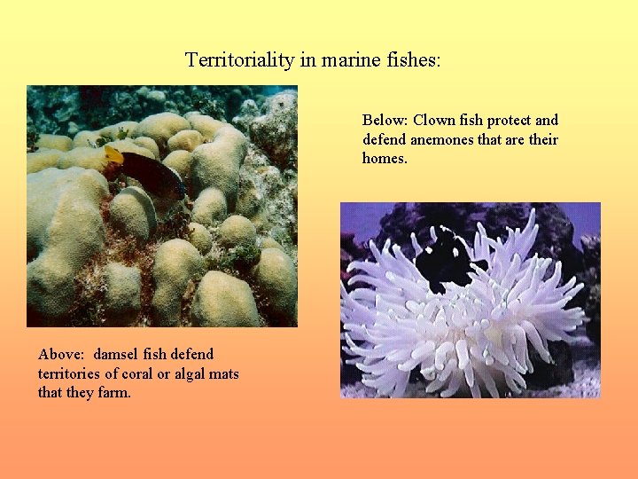 Territoriality in marine fishes: Below: Clown fish protect and defend anemones that are their
