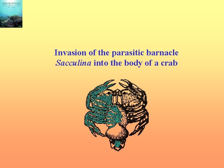 Invasion of the parasitic barnacle Sacculina into the body of a crab 