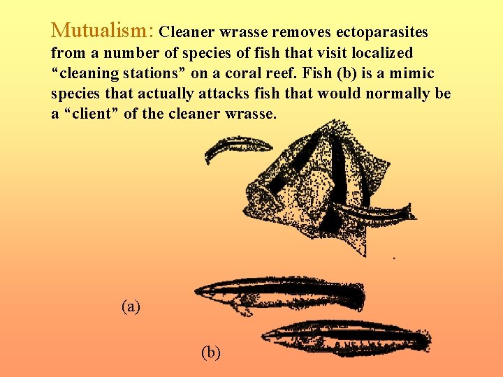 Mutualism: Cleaner wrasse removes ectoparasites from a number of species of fish that visit
