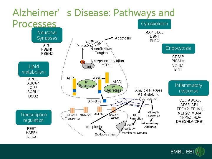 Alzheimer’s Disease: Pathways and Cytoskeleton Processes Neuronal Synapses Apoptosis APP PSEN 1 PSEN 2