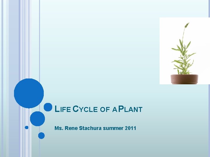 LIFE CYCLE OF A PLANT Ms. Rene Stachura summer 2011 