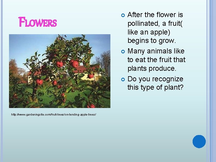 FLOWERS http: //www. gardeningsite. com/fruit-trees/on-tending-apple-trees/ After the flower is pollinated, a fruit( like an