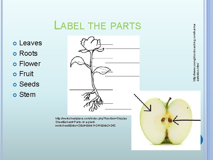 Leaves Roots Flower Fruit Seeds Stem http: //worksheetplace. com/index. php? function=Display Sheet&sheet=Parts-of-a-plantworksheet&links=2&id=&link 1=241&link 2=242