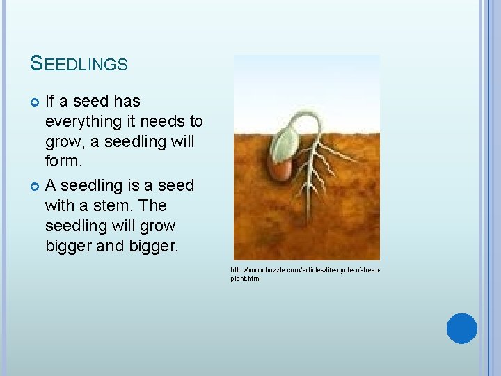 SEEDLINGS If a seed has everything it needs to grow, a seedling will form.