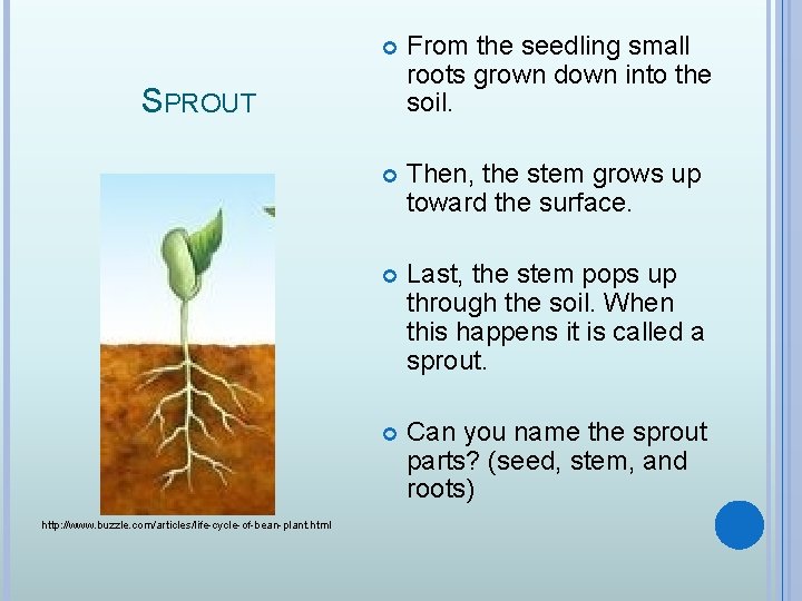  From the seedling small roots grown down into the soil. Then, the stem
