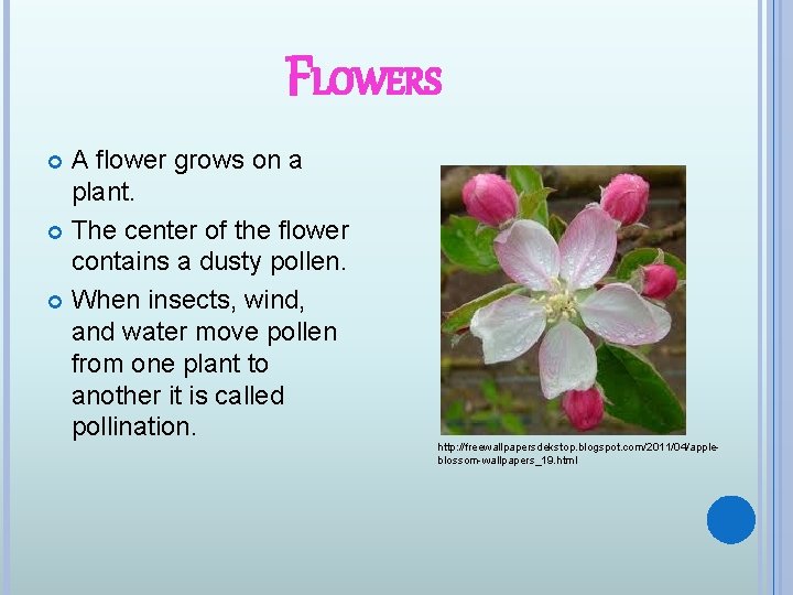 FLOWERS A flower grows on a plant. The center of the flower contains a