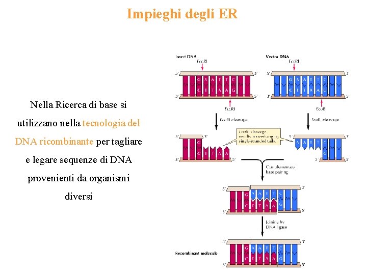 Impieghi degli ER Nella Ricerca di base si utilizzano nella tecnologia del DNA ricombinante