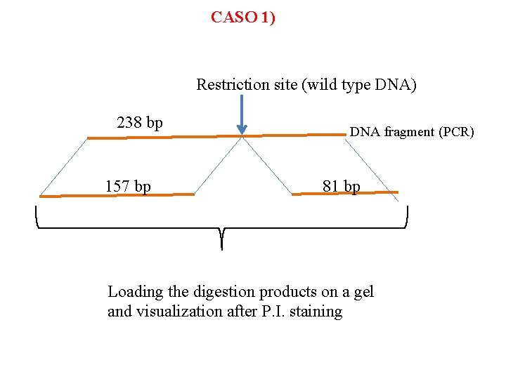 CASO 1) Restriction site (wild type DNA) 238 bp 157 bp DNA fragment (PCR)