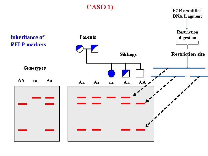 CASO 1) PCR amplified DNA fragment Restriction digestion Restriction site 