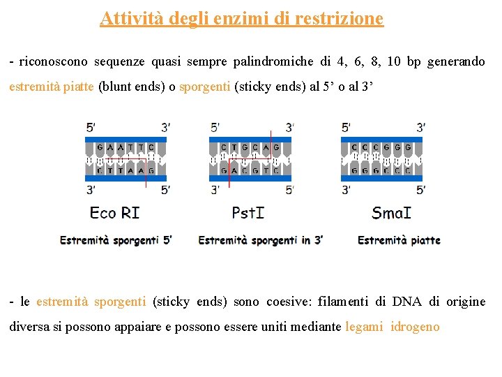 Attività degli enzimi di restrizione - riconoscono sequenze quasi sempre palindromiche di 4, 6,