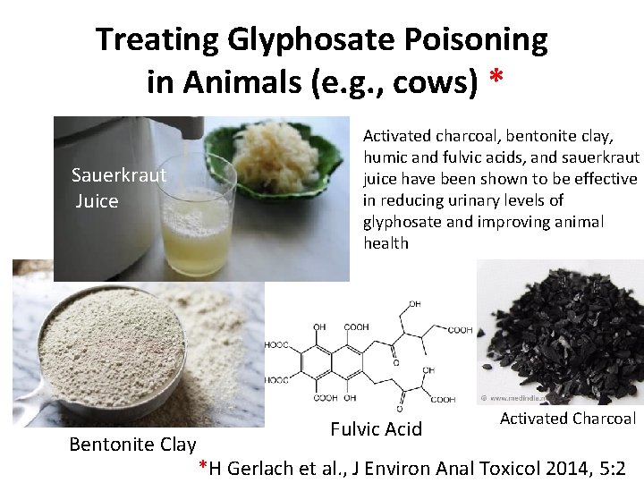 Treating Glyphosate Poisoning in Animals (e. g. , cows) * Sauerkraut Juice Bentonite Clay