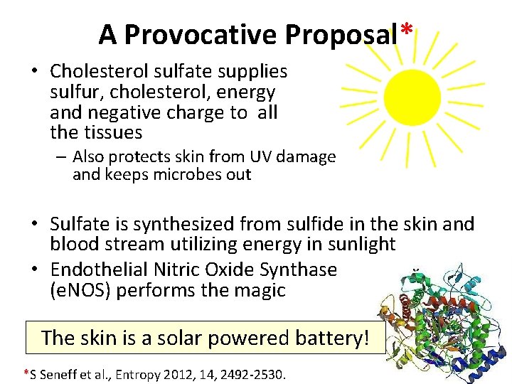 A Provocative Proposal* • Cholesterol sulfate supplies sulfur, cholesterol, energy and negative charge to