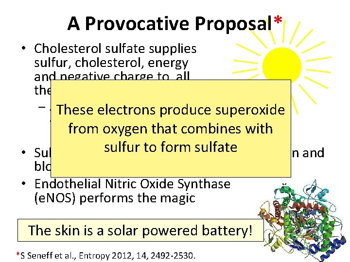 A Provocative Proposal* • Cholesterol sulfate supplies oxygen, sulfur, cholesterol, energy and negative charge
