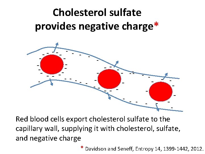 Cholesterol sulfate provides negative charge* - - - -- --- -- -- - -