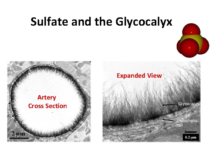 Sulfate and the Glycocalyx Expanded View Artery Cross Section 