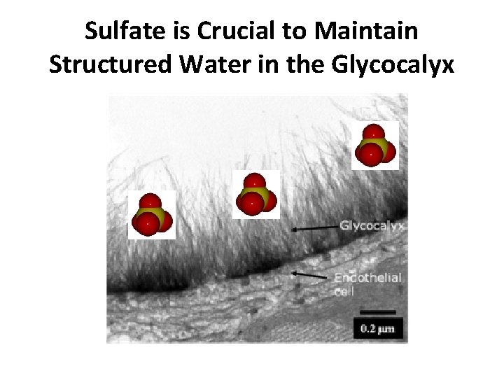 Sulfate is Crucial to Maintain Structured Water in the Glycocalyx 