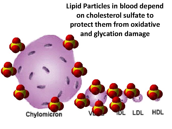 Lipid Particles in blood depend on cholesterol sulfate to protect them from oxidative and