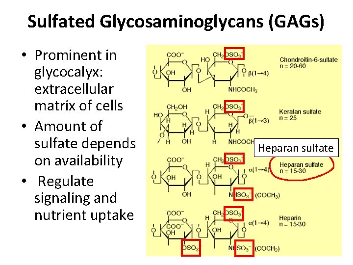 Sulfated Glycosaminoglycans (GAGs) • Prominent in glycocalyx: extracellular matrix of cells • Amount of