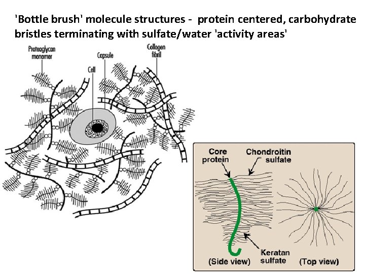 'Bottle brush' molecule structures - protein centered, carbohydrate bristles terminating with sulfate/water 'activity areas'