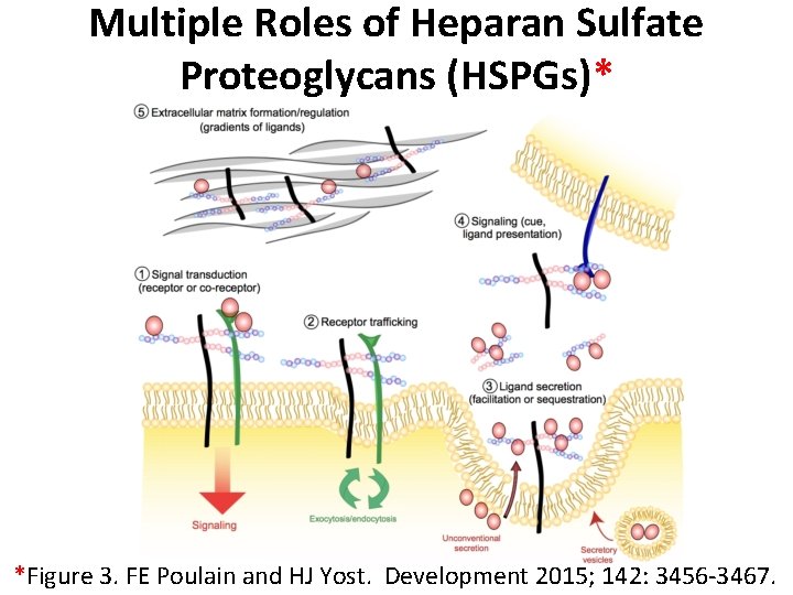 Multiple Roles of Heparan Sulfate Proteoglycans (HSPGs)* *Figure 3. FE Poulain and HJ Yost.