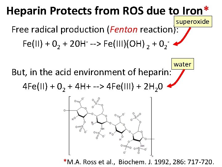 Heparin Protects from ROS due to Iron* superoxide Free radical production (Fenton reaction): Fe(II)